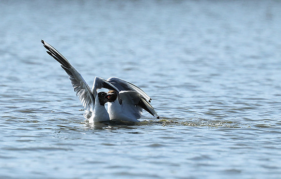 Black-headed gull - Camargue