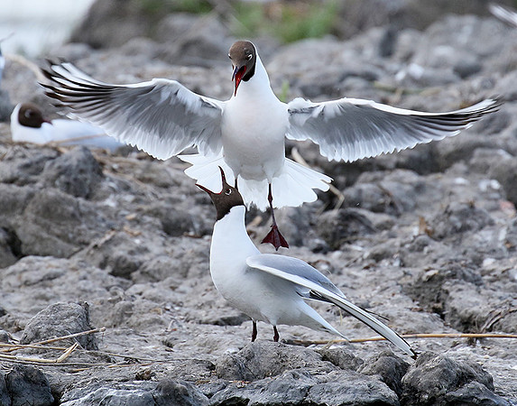 Black-headed gull - Camargue