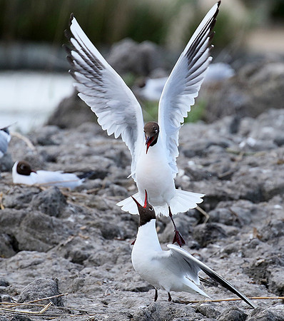 Black-headed gull - Camargue