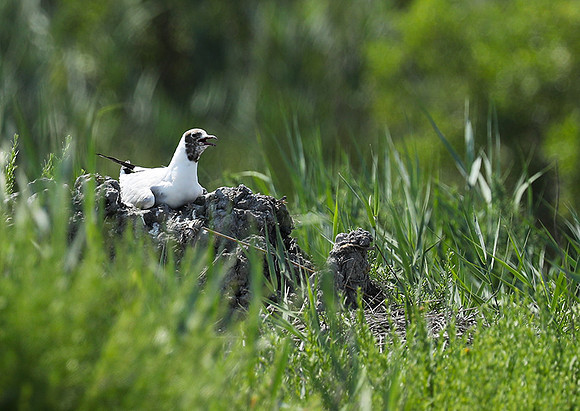 Black-headed gull - Camargue