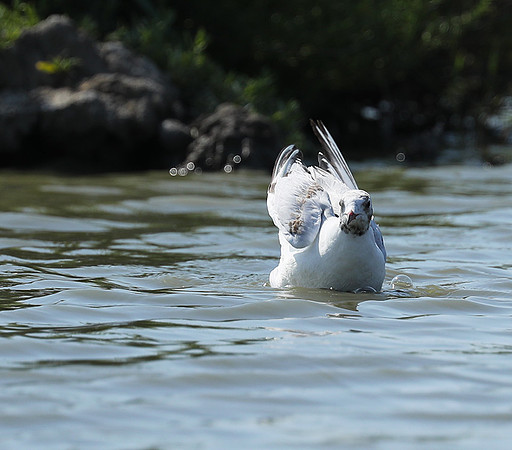 Black-headed gull - Camargue