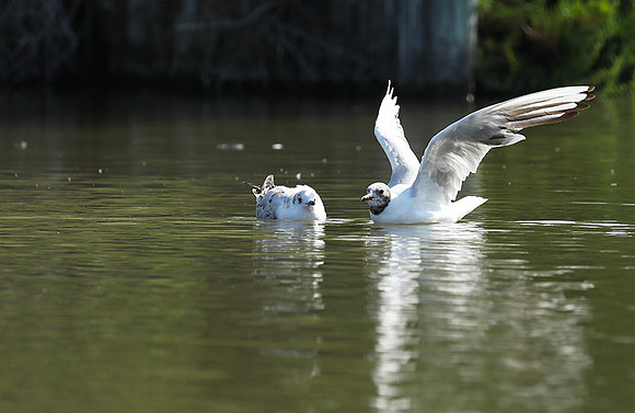 Black-headed gull - Camargue
