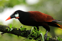Montezuma oropendola