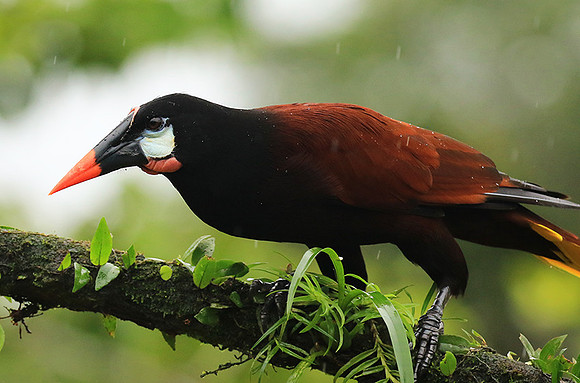 Montezuma oropendola