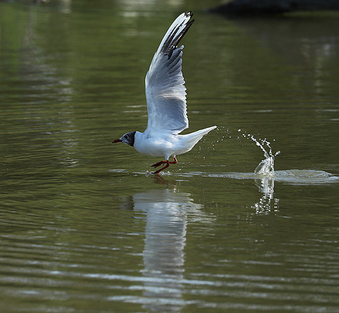 Black-headed gull
