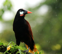 Montezuma oropendola