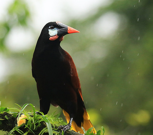 Montezuma oropendola