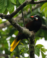 Montezuma oropendola (Cassique de montezuma)