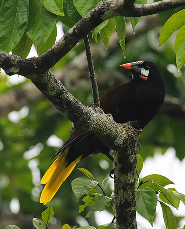 Montezuma oropendola (Cassique de montezuma)
