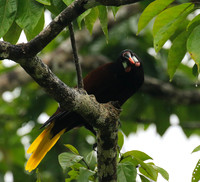 Montezuma oropendola (Cassique de montezuma)