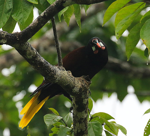 Montezuma oropendola (Cassique de montezuma)