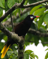 Montezuma oropendola (Cassique de montezuma)