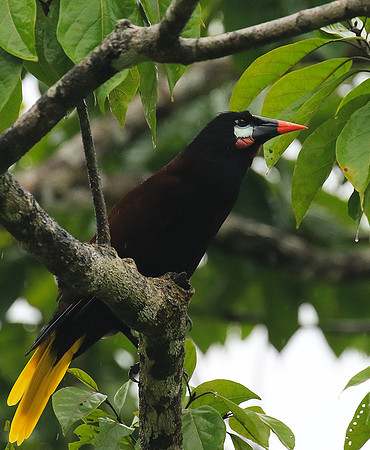Montezuma oropendola (Cassique de montezuma)