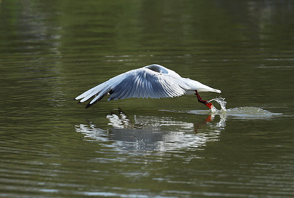 Black-headed gull