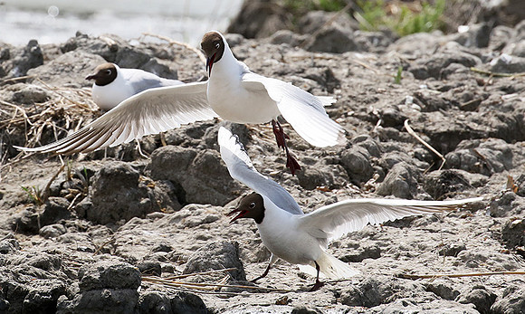 Black-headed gull - Camargue