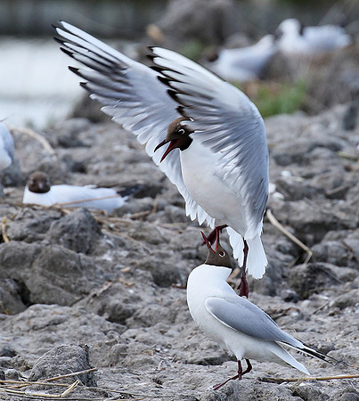 Black-headed gull - Camargue