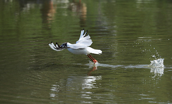 Black-headed gull