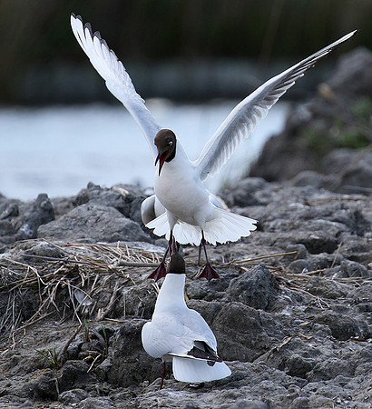 Black-headed gull - Camargue