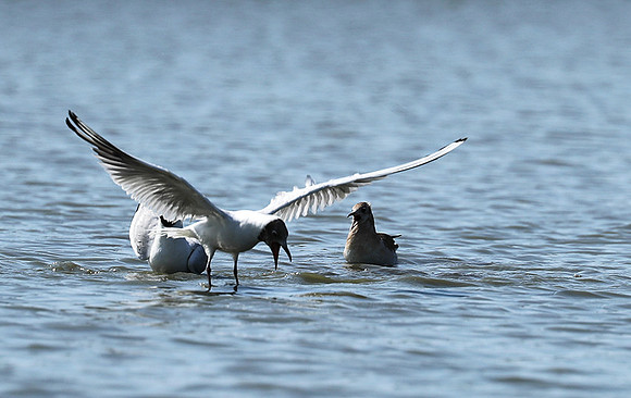 Black-headed gull - Camargue