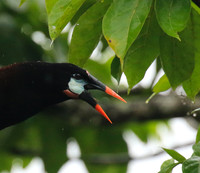 Montezuma oropendola (Cassique de montezuma)