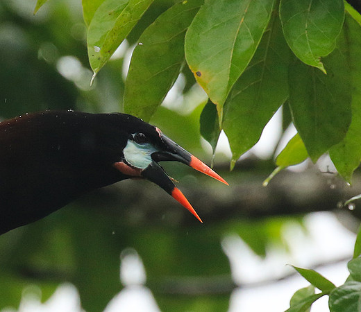 Montezuma oropendola (Cassique de montezuma)