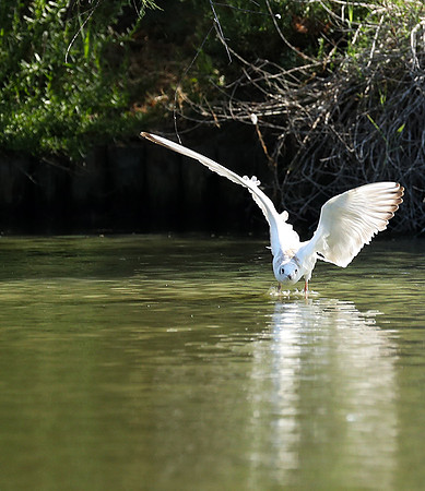 Black-headed gull - Camargue