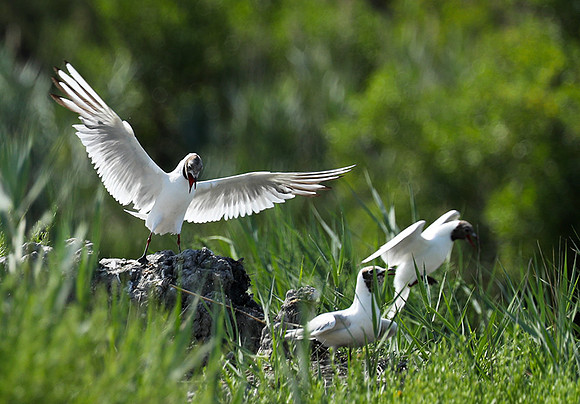 Black-headed gull - Camargue