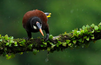 Montezuma oropendola
