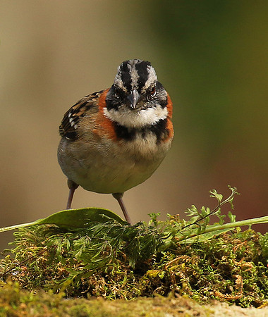 Rufous collared sparrow (bruant chingolo)