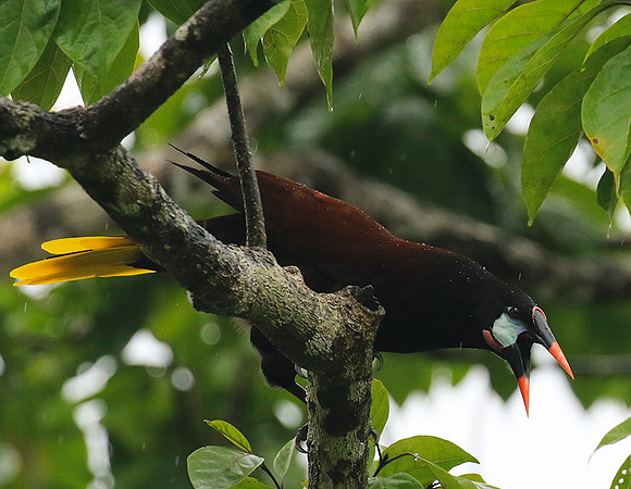 Montezuma oropendola (Cassique de montezuma)