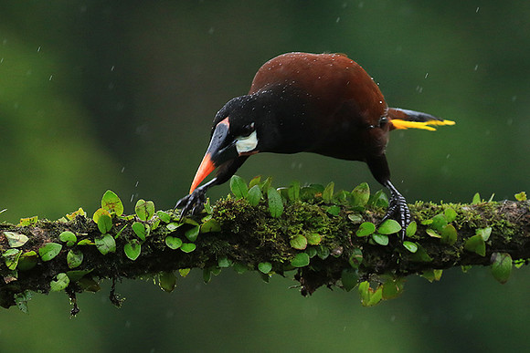 Montezuma oropendola