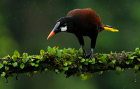 Montezuma oropendola