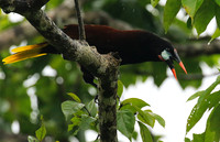 Montezuma oropendola (Cassique de montezuma)