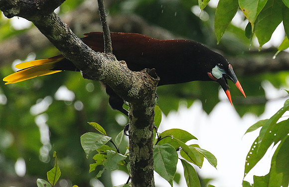 Montezuma oropendola (Cassique de montezuma)