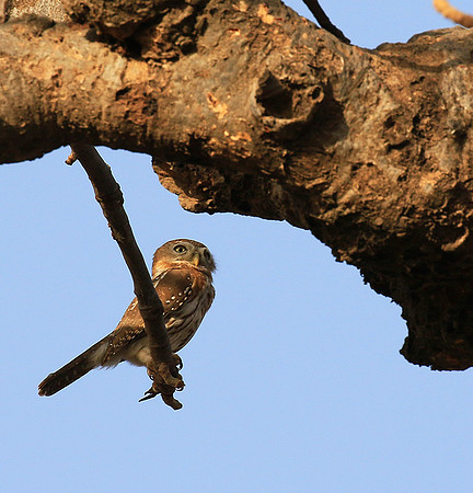Pearl-spotted owlet