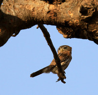 Pearl-spotted owlet