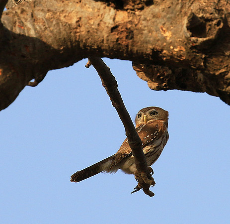 Pearl-spotted owlet