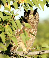 Spotted eagle owl - Ongava
