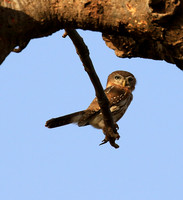 Pearl-spotted owlet