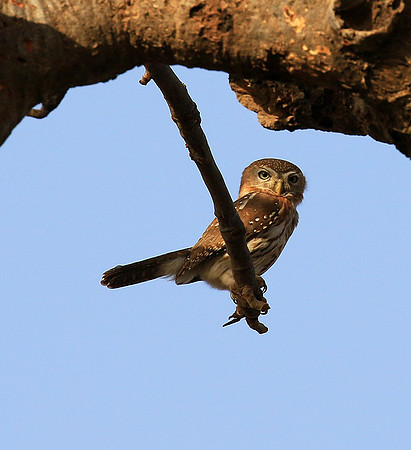 Pearl-spotted owlet