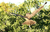 Spotted eagle owl - Ongava
