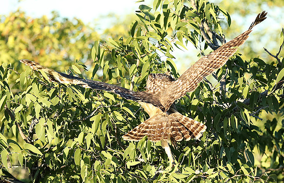 Spotted eagle owl - Ongava