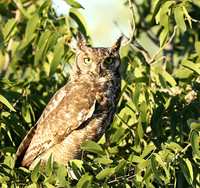 Spotted eagle owl - Ongava