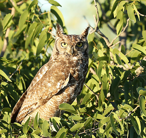 Spotted eagle owl - Ongava