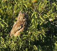 Spotted eagle owl - Ongava