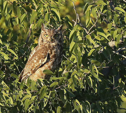 Spotted eagle owl - Ongava