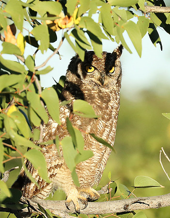Spotted eagle owl - Ongava