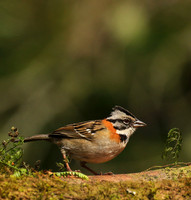 Rufous collared sparrow (bruant chingolo)