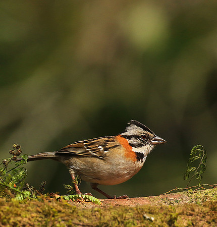 Rufous collared sparrow (bruant chingolo)