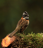 Rufous collared sparrow (bruant chingolo)